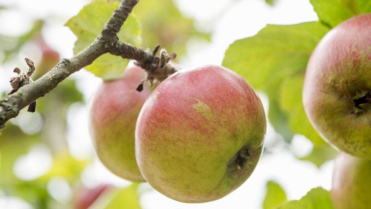 Die Streuobstwiese auf dem historischen Morlokhof